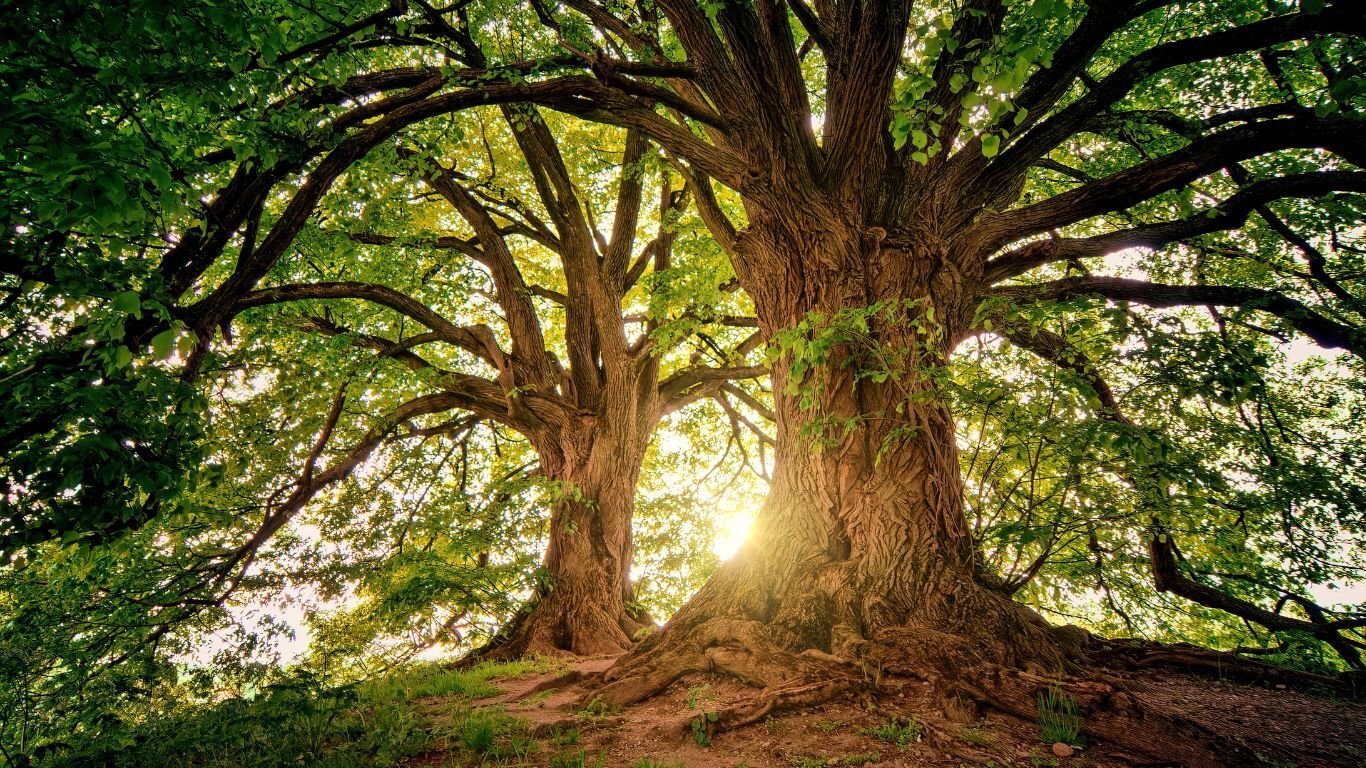 Tree Banner